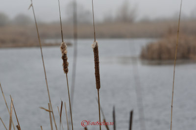 nikon-70-200-lacul-vacaresti-2.JPG