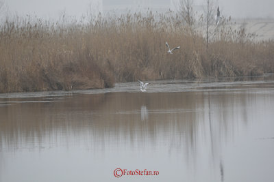 nikon-70-200-lacul-vacaresti-25.JPG