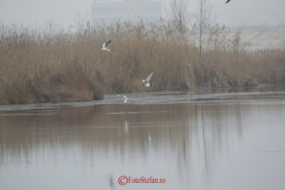 nikon-70-200-lacul-vacaresti-26.JPG