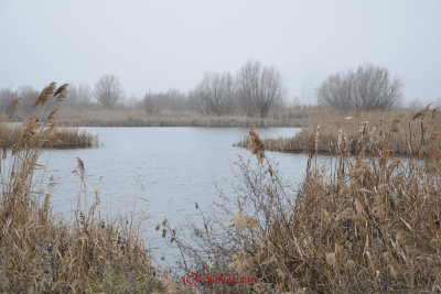 lacul-vacaresti-delta-ceata-14.JPG