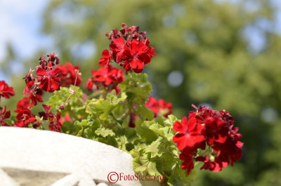 nikon-sigma35mmA-f1-8.JPG
