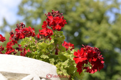 nikon-sigma35mmA-f2-8.JPG