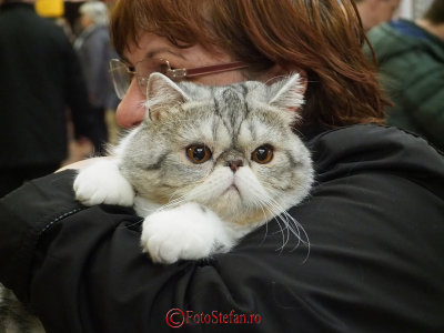 hallowinner-Cat-Show-sofisticat-2014-3.JPG