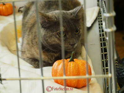 hallowinner-Cat-Show-sofisticat-2014-34.JPG