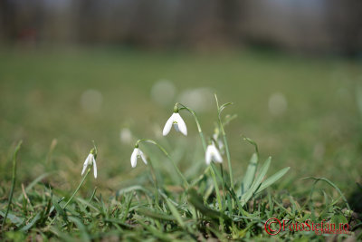 Sony-FE-55-f1-8-ZA-bokeh.JPG