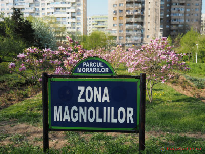 magnolii-parcul-morarilor-bucuresti-1.JPG