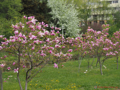 magnolii-parcul-morarilor-bucuresti-10.JPG