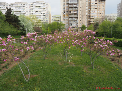 magnolii-parcul-morarilor-bucuresti-11.JPG