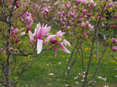 magnolii-parcul-morarilor-bucuresti-12.JPG