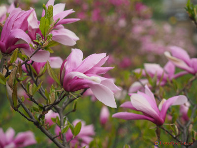 magnolii-parcul-morarilor-bucuresti-13.JPG