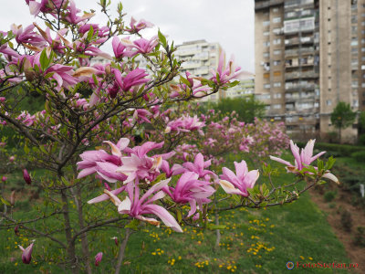 magnolii-parcul-morarilor-bucuresti-14.JPG