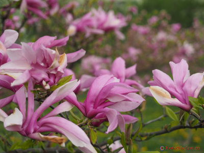 magnolii-parcul-morarilor-bucuresti-15.JPG