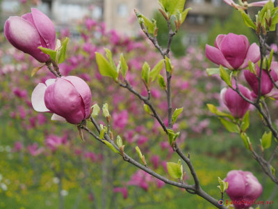 magnolii-parcul-morarilor-bucuresti-16.JPG