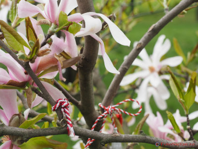 magnolii-parcul-morarilor-bucuresti-17.JPG
