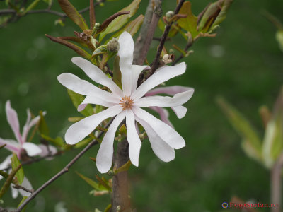 magnolii-parcul-morarilor-bucuresti-19.JPG
