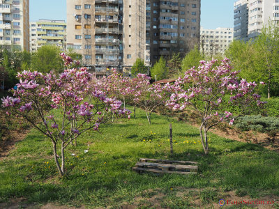 magnolii-parcul-morarilor-bucuresti-2.JPG