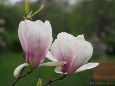 magnolii-parcul-morarilor-bucuresti-20.JPG