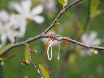 magnolii-parcul-morarilor-bucuresti-21.JPG