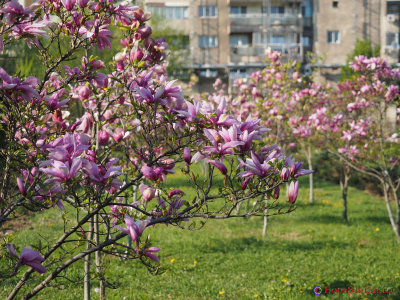 magnolii-parcul-morarilor-bucuresti-3.JPG