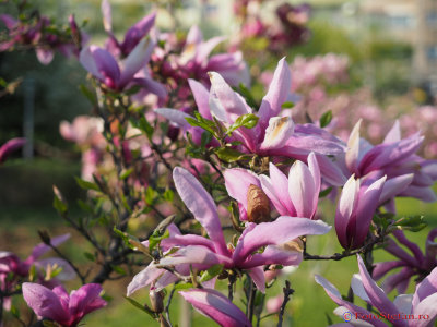 magnolii-parcul-morarilor-bucuresti-4.JPG