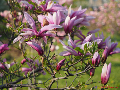 magnolii-parcul-morarilor-bucuresti-5.JPG