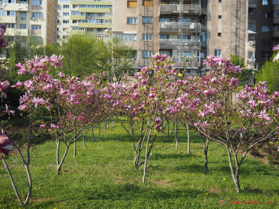 magnolii-parcul-morarilor-bucuresti-6.JPG
