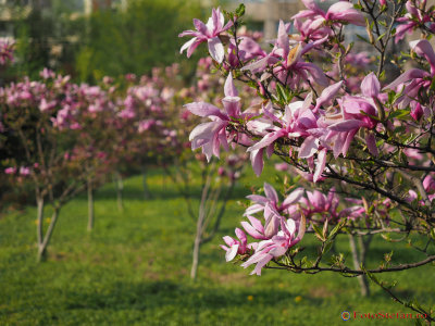 magnolii-parcul-morarilor-bucuresti-7.JPG