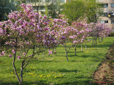 magnolii-parcul-morarilor-bucuresti-8.JPG