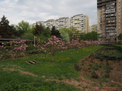 magnolii-parcul-morarilor-bucuresti-9.JPG