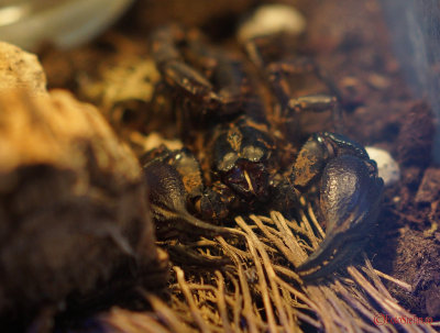 muzeul-antipa-paianjeni-scorpioni-1.JPG