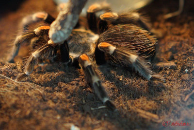 muzeul-antipa-paianjeni-scorpioni-11.JPG