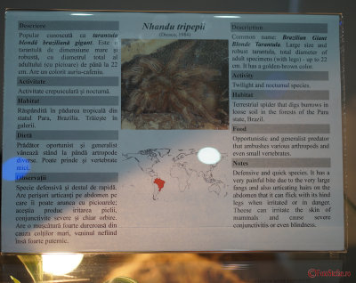 muzeul-antipa-paianjeni-scorpioni-13.JPG