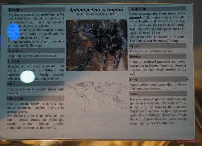 muzeul-antipa-paianjeni-scorpioni-17.JPG