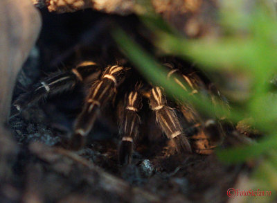 muzeul-antipa-paianjeni-scorpioni-18.JPG