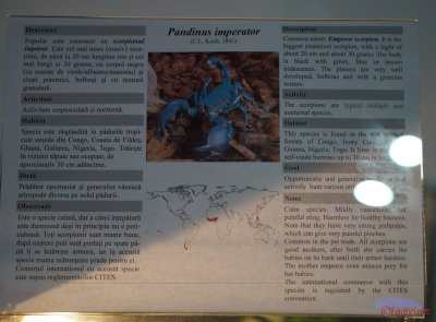 muzeul-antipa-paianjeni-scorpioni-19.JPG