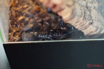 muzeul-antipa-paianjeni-scorpioni-20.JPG