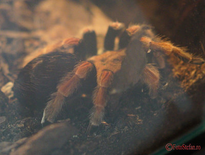 muzeul-antipa-paianjeni-scorpioni-22.JPG