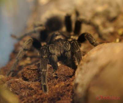 muzeul-antipa-paianjeni-scorpioni-23.JPG