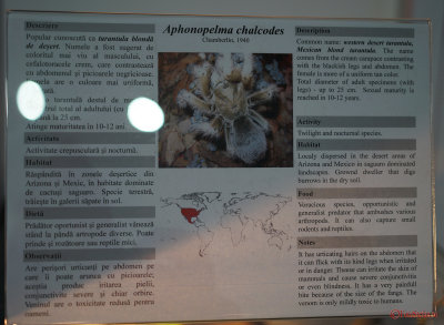 muzeul-antipa-paianjeni-scorpioni-24.JPG