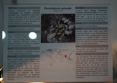 muzeul-antipa-paianjeni-scorpioni-27.JPG