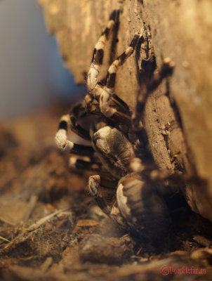 muzeul-antipa-paianjeni-scorpioni-28.JPG