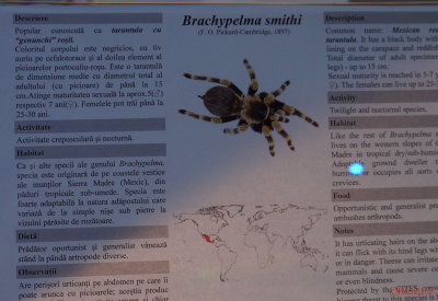 muzeul-antipa-paianjeni-scorpioni-3.JPG