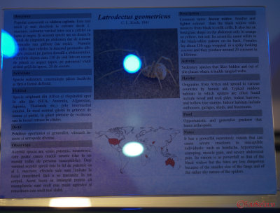 muzeul-antipa-paianjeni-scorpioni-30.JPG