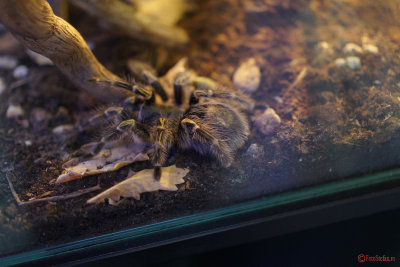 muzeul-antipa-paianjeni-scorpioni-35.JPG