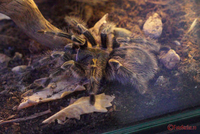 muzeul-antipa-paianjeni-scorpioni-36.JPG