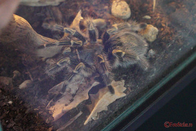 muzeul-antipa-paianjeni-scorpioni-37.JPG