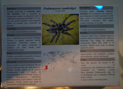 muzeul-antipa-paianjeni-scorpioni-38.JPG