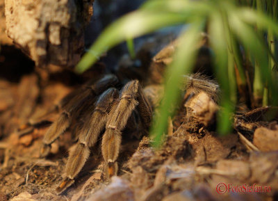 muzeul-antipa-paianjeni-scorpioni-39.JPG