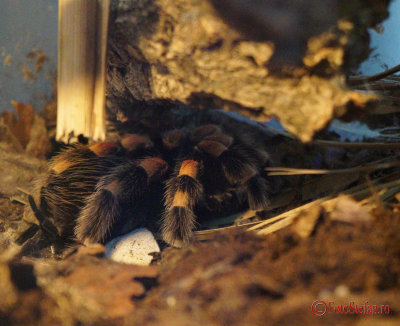 muzeul-antipa-paianjeni-scorpioni-4.JPG