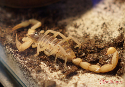 muzeul-antipa-paianjeni-scorpioni-44.JPG